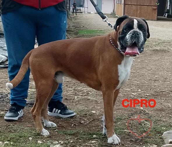 Cipro Boxer Puro Di 5 Anni In Adozione